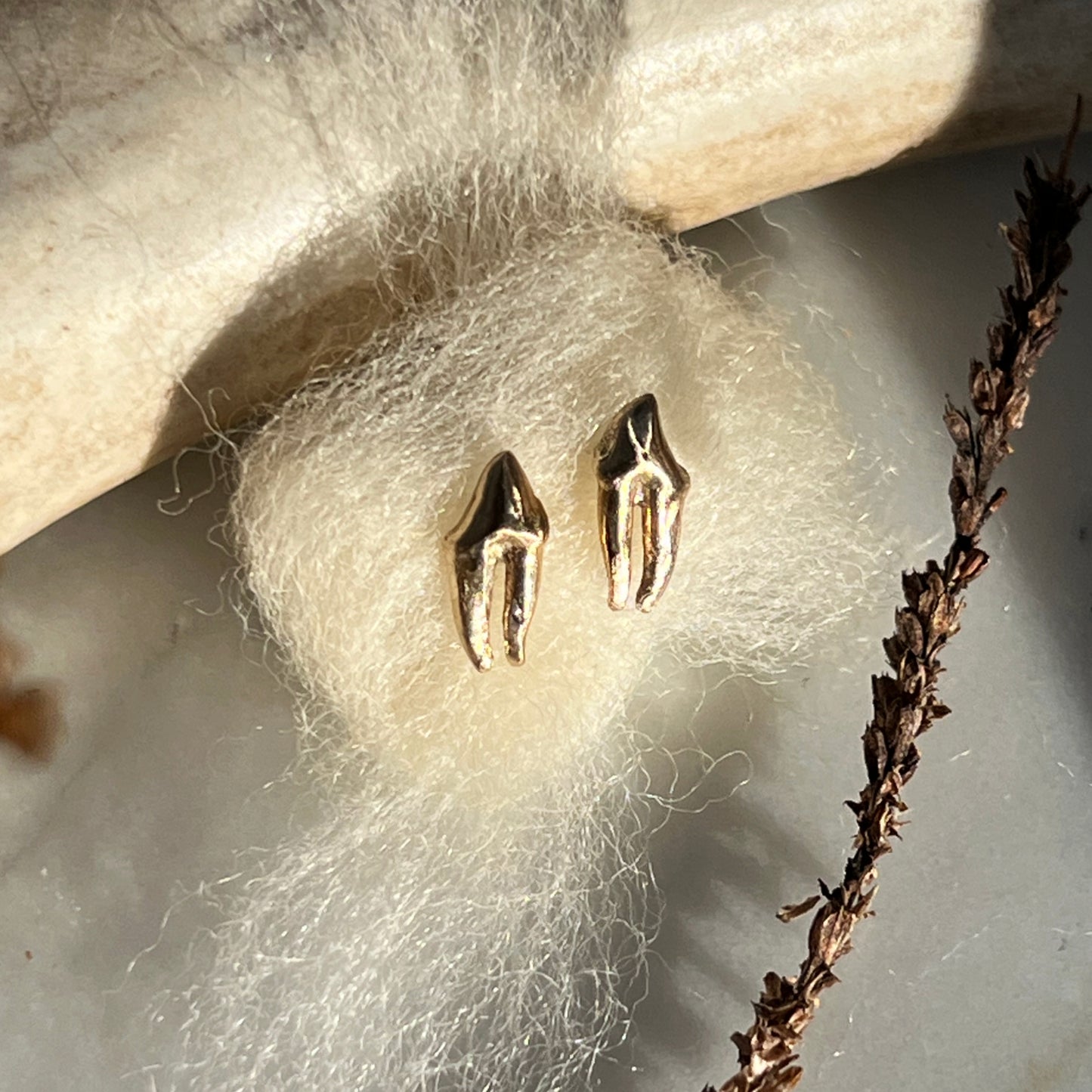 ✷ 14k Gold ✷ Raccoon tooth studs