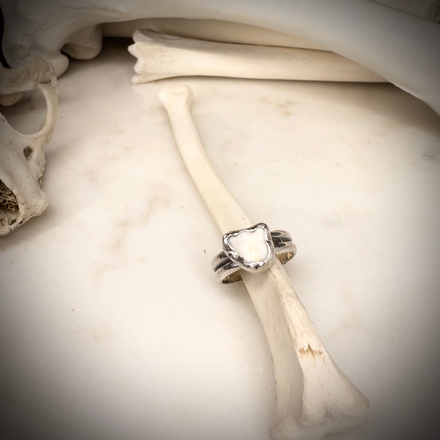 genuine fox molar ring double band SIZE 5.75