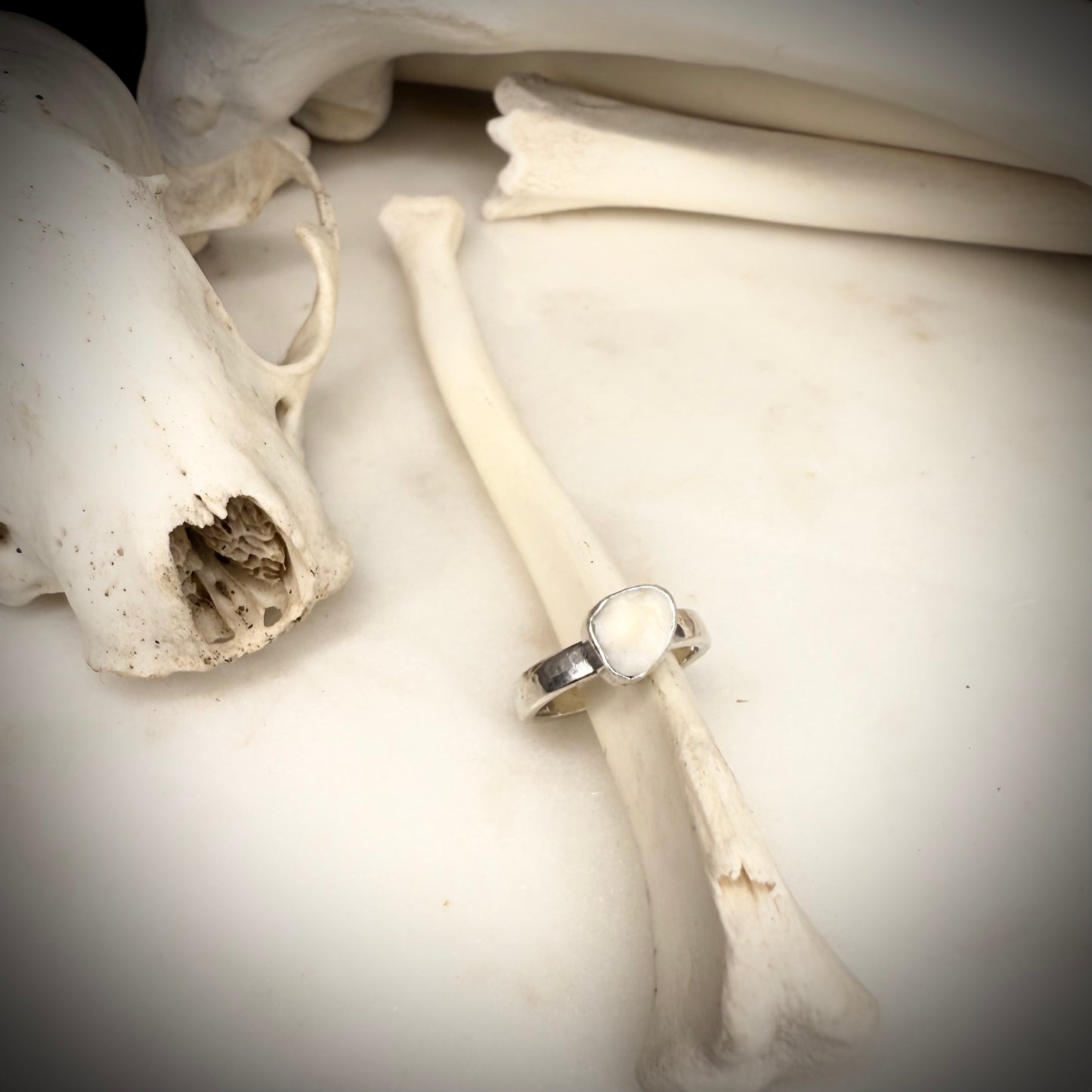 genuine fox small molar ring single band