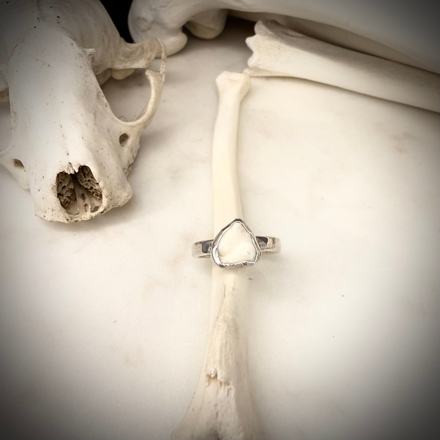 genuine fox molar ring single band SIZE 7.5