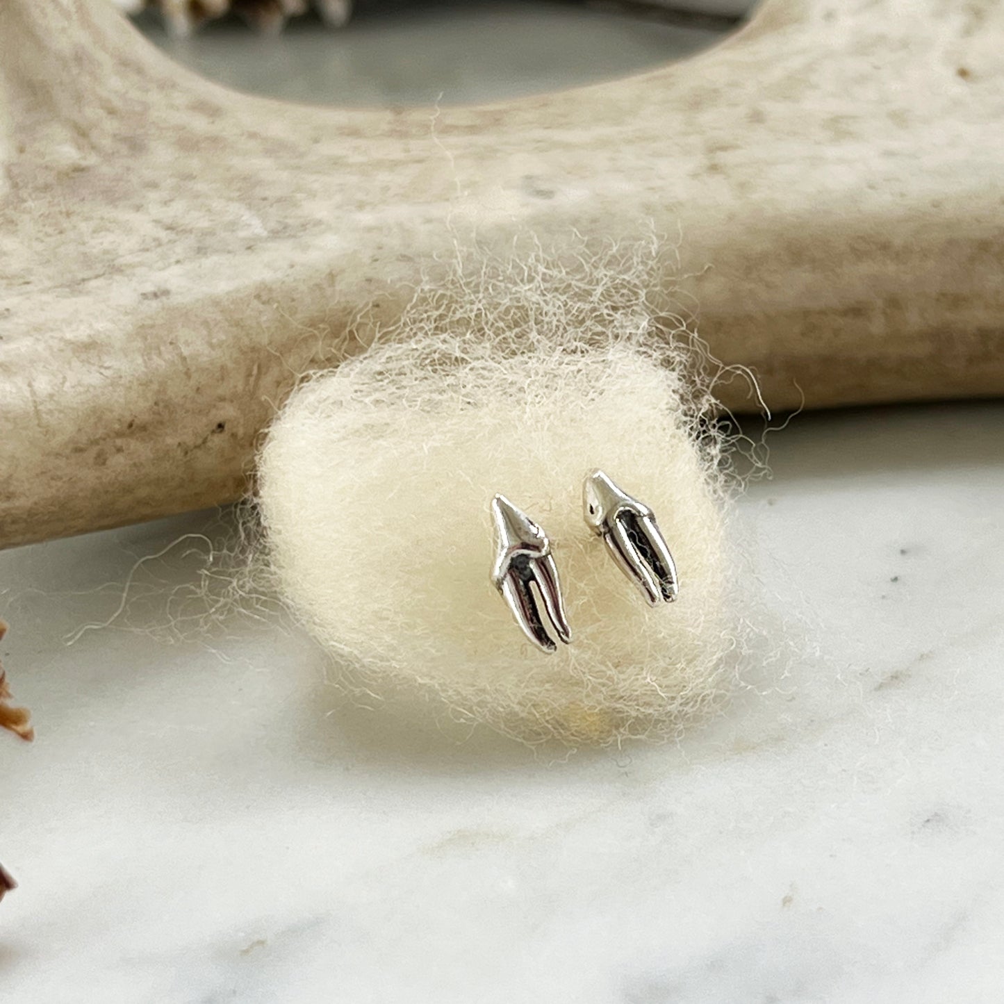 Raccoon premolar studs