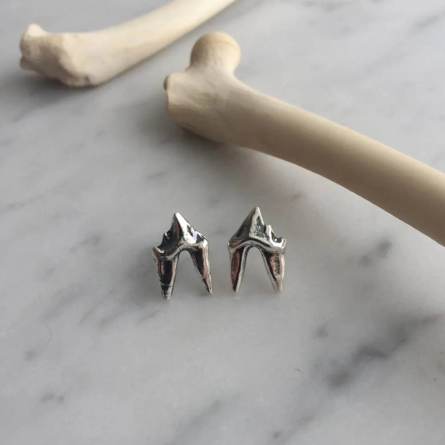 Fox premolar studs