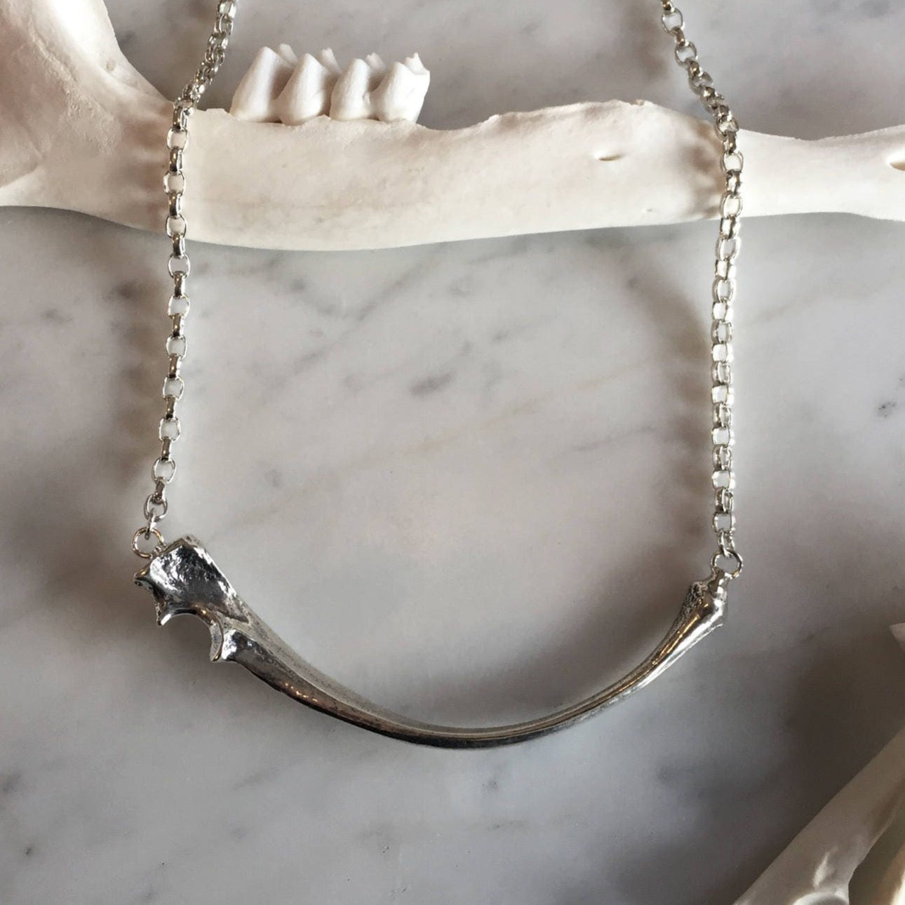 Fox Ulna Necklace on rollo chain