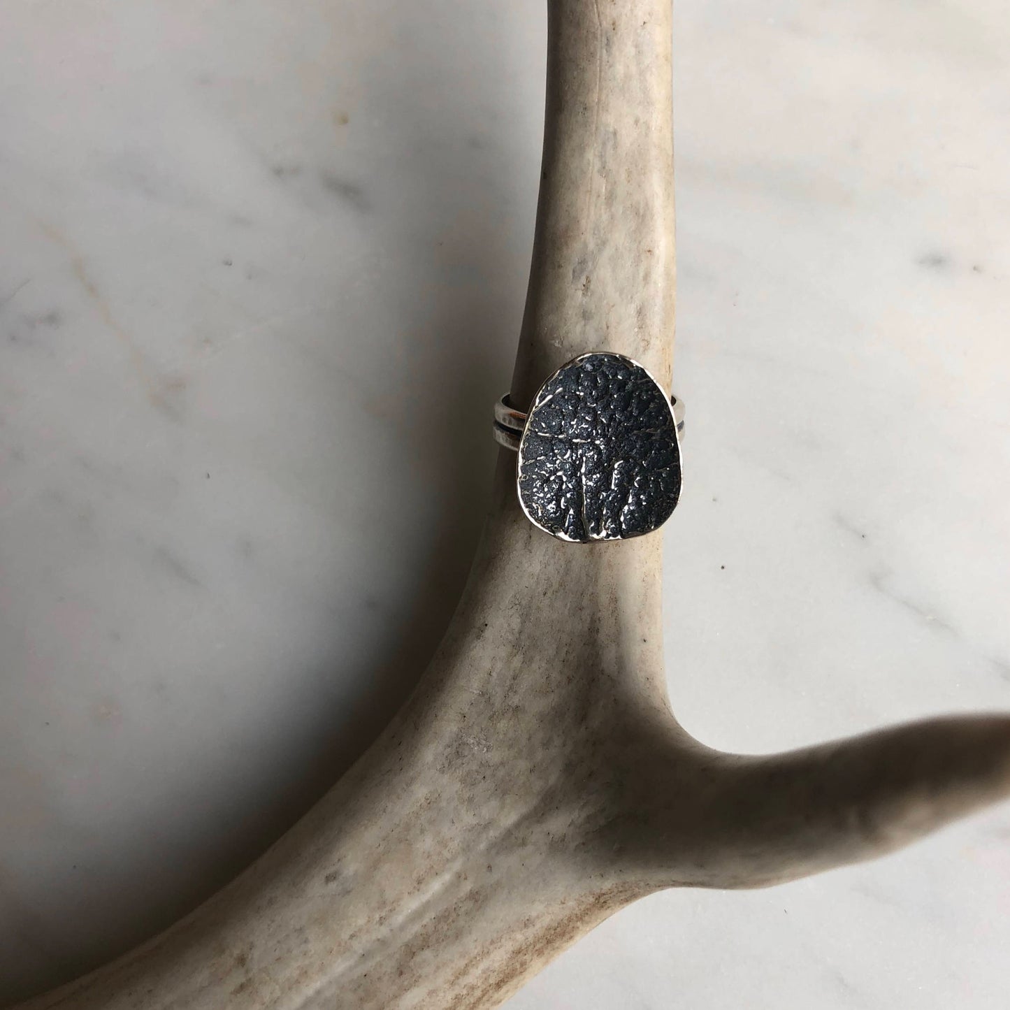 Deer vertebral epiphysis ring (3/4")