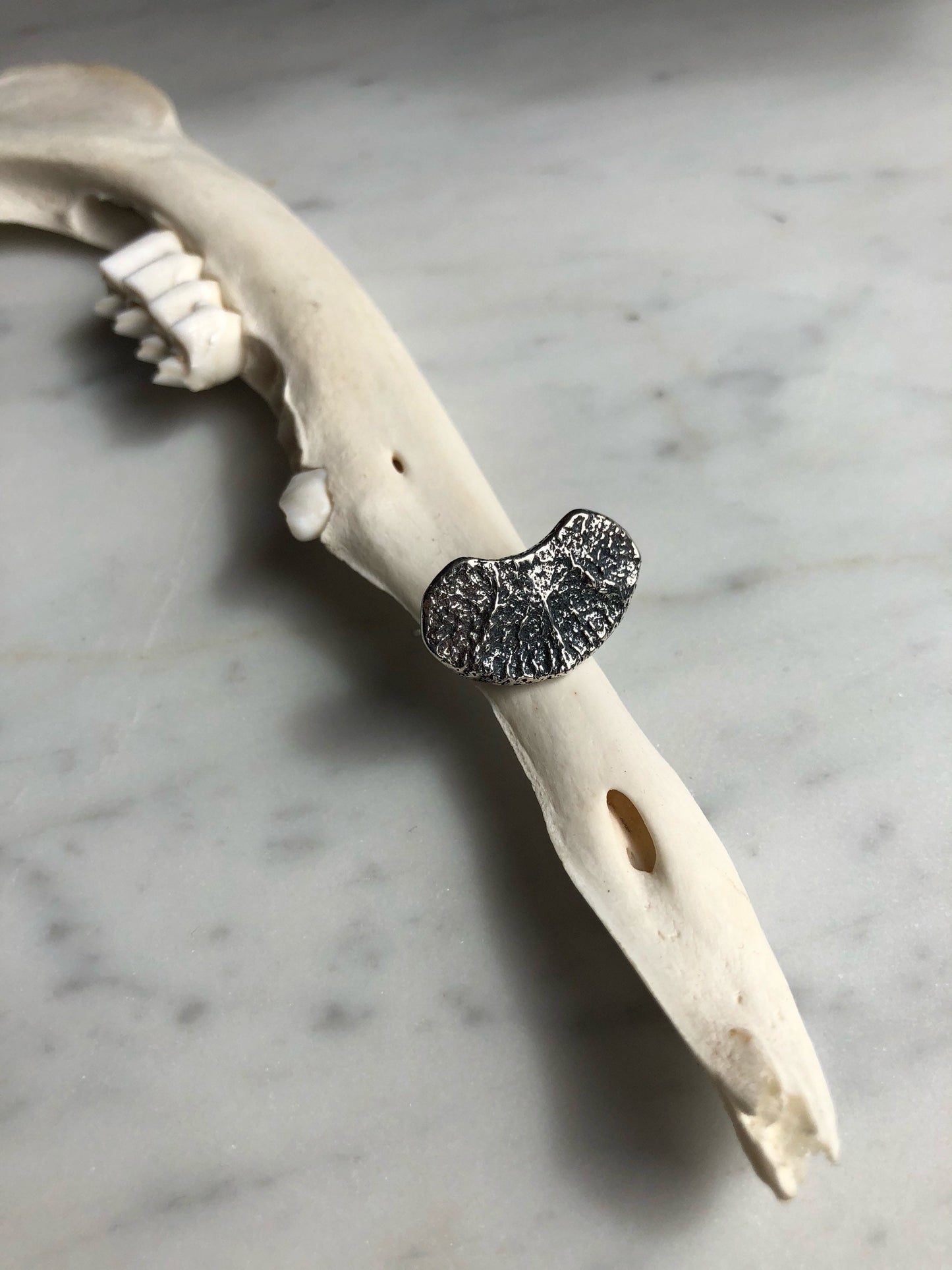 deer flat vertebral epiphysis ring