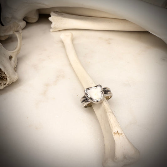 genuine fox molar ring double band SIZE 5.75