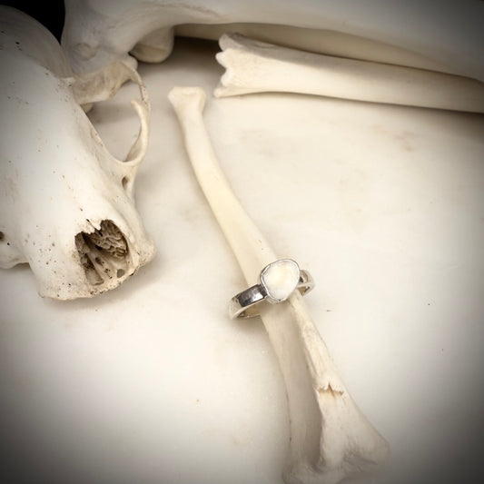 genuine fox  small molar ring single band