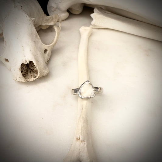 genuine fox molar ring single band SIZE 7.5