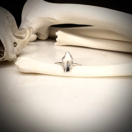 genuine fox premolar ring SIZE 6.75