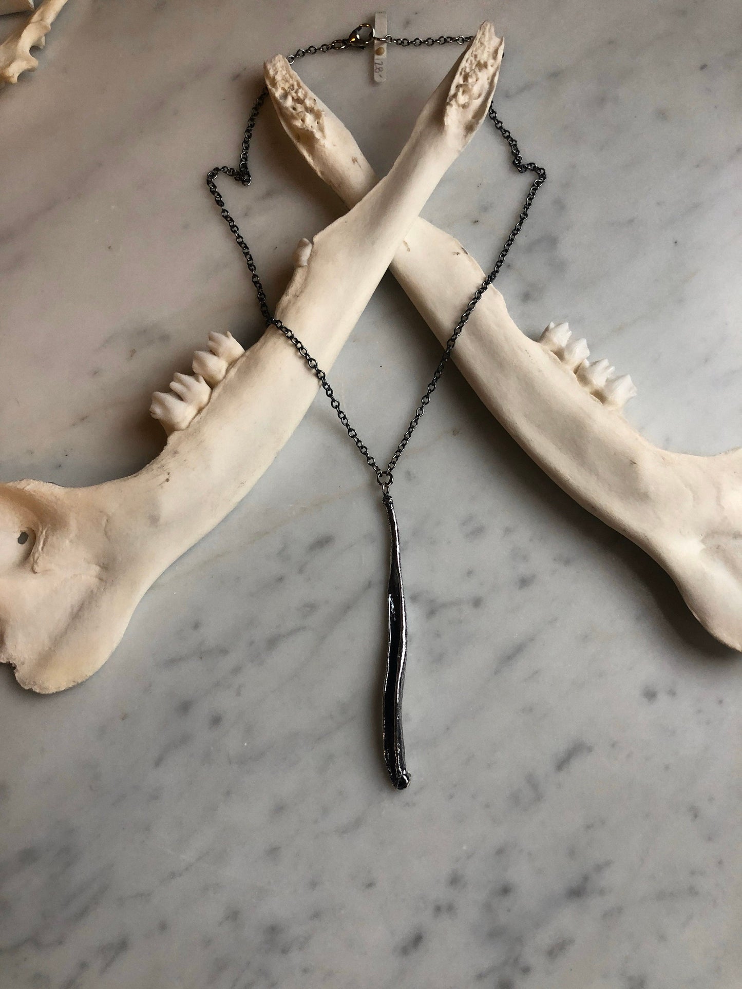 Coyote Baculum necklace